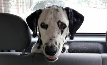 Un hombre fue detenido por maltrato animal