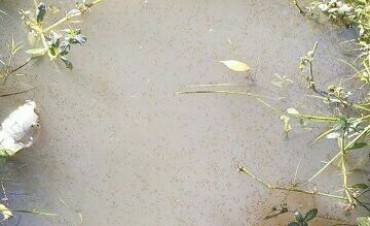 Alerta por dengue: invasión de mosquitos en barrio San Jorge