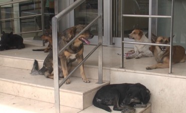 “El de los perros callejeros es un problema con solución”