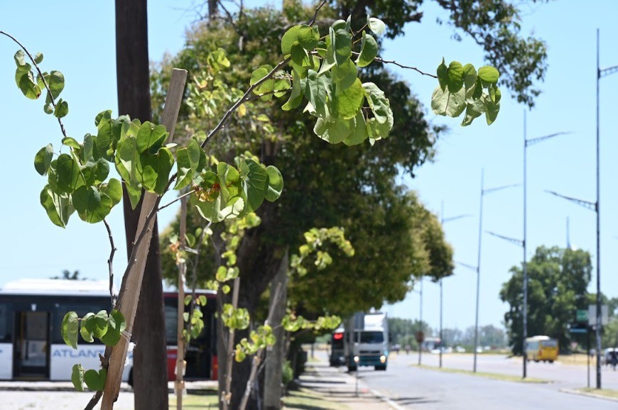 Plan integral de arbolado: Avanza la forestación en la entrada a Luján 