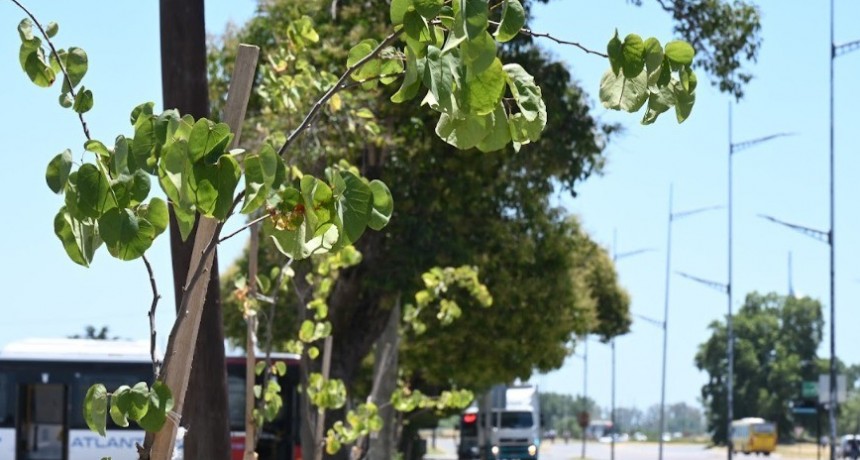 Plan integral de arbolado: Avanza la forestación en la entrada a Luján