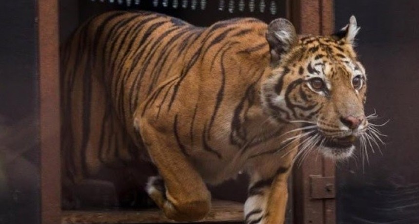  Luciana D�Abramo (Four Paws): 