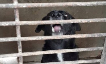 Niegan rotundamente una supuesta matanza de perros callejeros por el TEDEUM