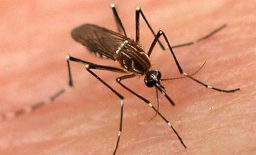 Luján suma un nuevo caso de dengue