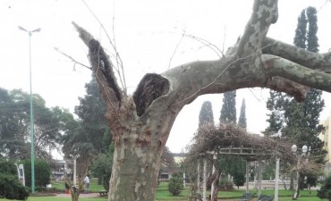 Extraen árboles con riesgo de caída
