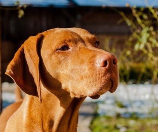 Expresso Animal, una novedosa forma de disfrutar y ayudar