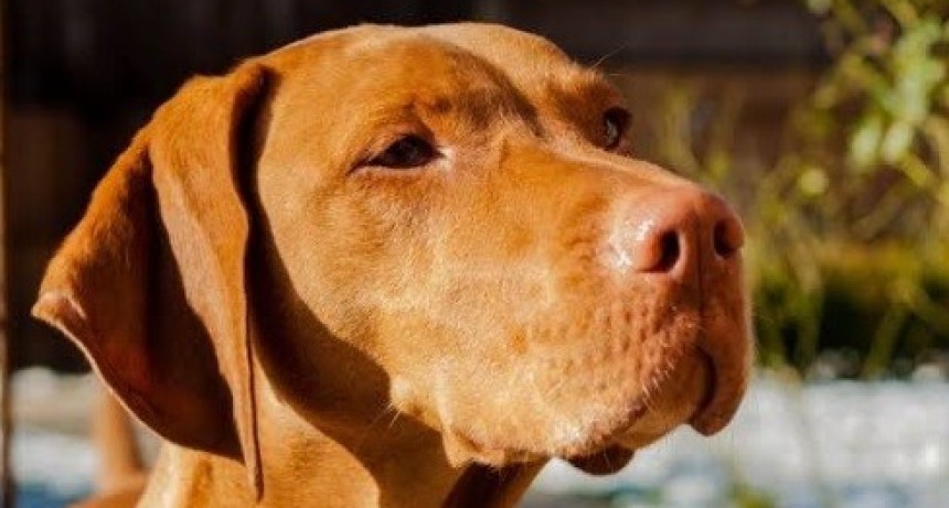 Expresso Animal, una novedosa forma de disfrutar y ayudar
