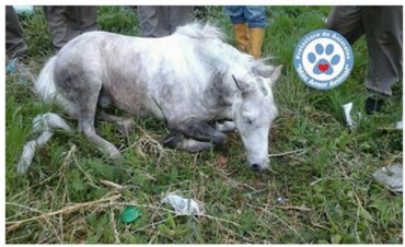 La protecto Mas Amor animal denunció la muerte de dos caballos