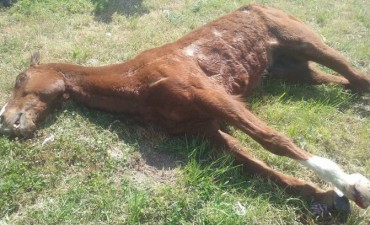 A pesar de los controles, murió el primer caballo en la Peregrinación