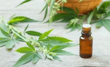 El aceite de Cannabis y la promesa de una mejor calidad de vida
