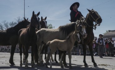 Peregrinación gaucha: "Los controles deberían realizarse en los municipios desde donde salen los caballos"