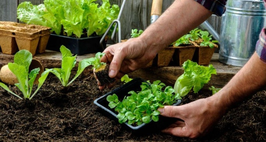 Nutrición: Huerta Orgánica