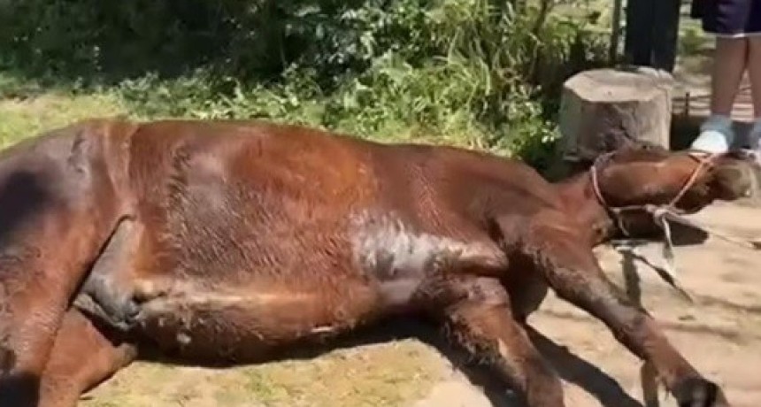  Desobediencia y muerte en la Peregrinaci&oacute;n Gaucha