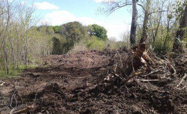 Vecinos del Padre Varela denuncian deforestación en la Quinta Cigordia