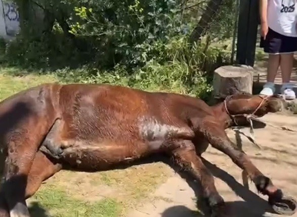  Transgresi&oacute;n y muerte: Reconstrucci&oacute;n de los momentos previos al deceso del caballo