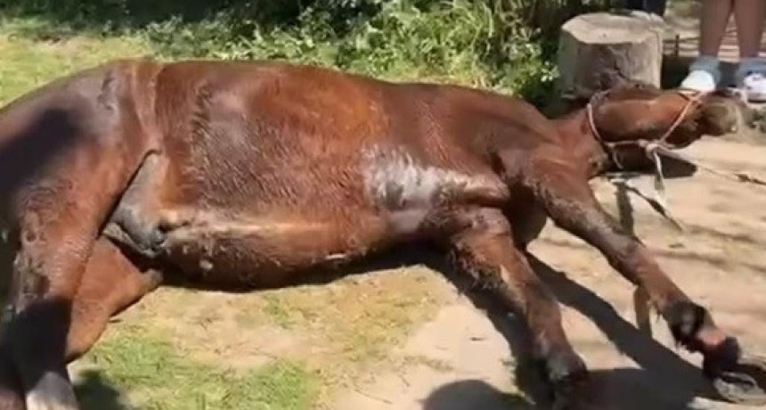  Transgresi&oacute;n y muerte: Reconstrucci&oacute;n de los momentos previos al deceso del caballo