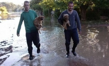 Más Amor Animal sigue rescatando perros de la inundación