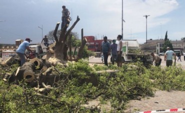 Por la tormenta, se cayó el ombú de la plaza Belgrano